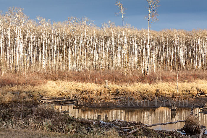 Aspen Parkland and Wetlands