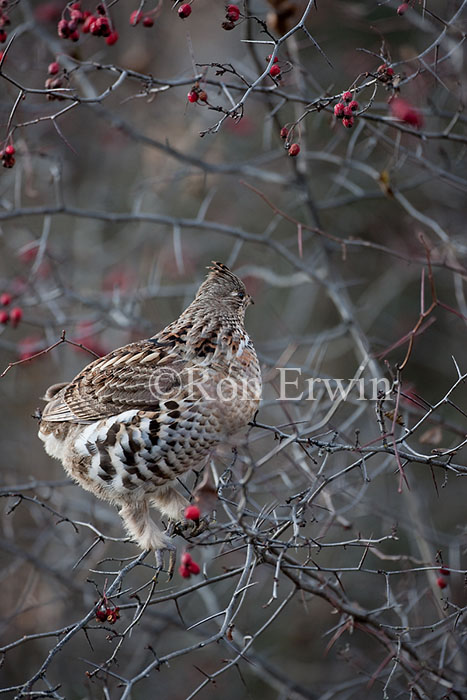 Ruffed Grouse