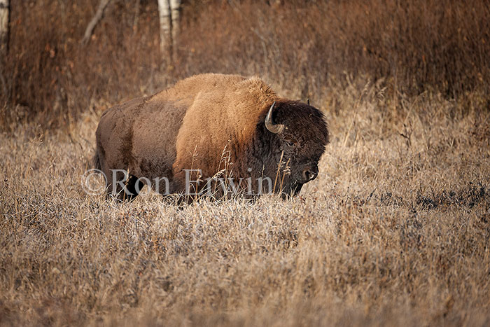 Plains Bison