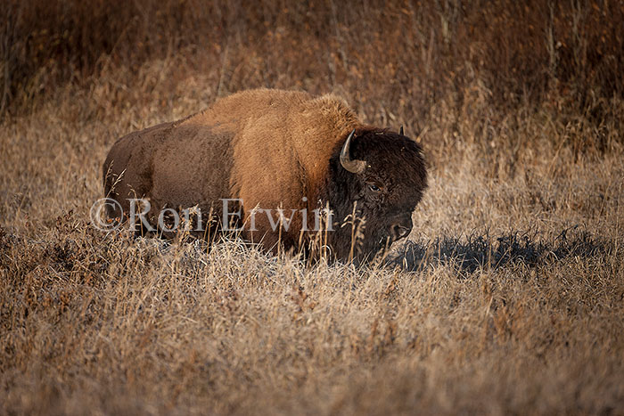Plains Bison