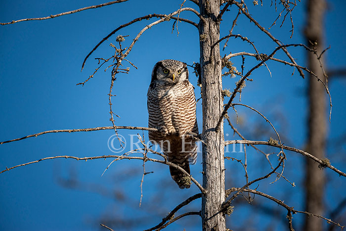 Northern Hawk Owl