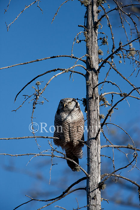 Northern Hawk Owl