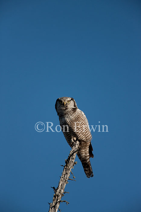 Northern Hawk Owl