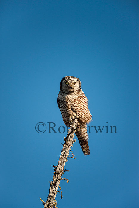 Northern Hawk Owl