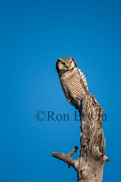 Northern Hawk Owl
