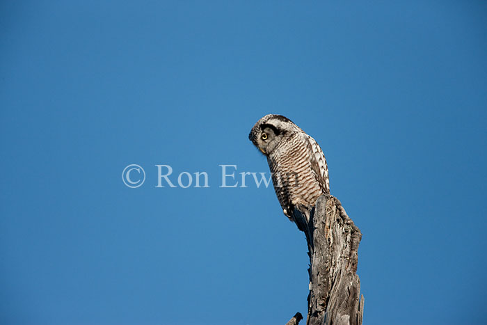 Northern Hawk Owl
