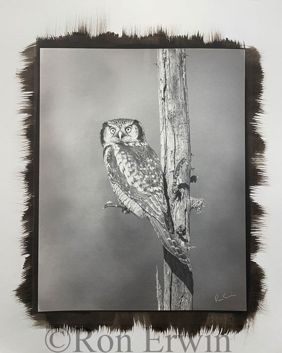 Northern Hawk Owl