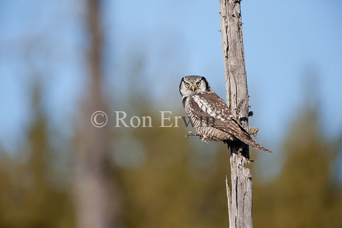 Northern Hawk Owl