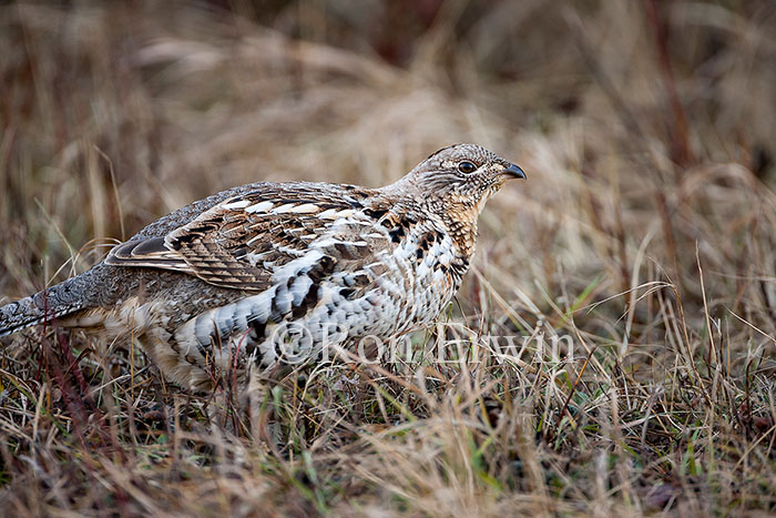 Ruffed Grouse