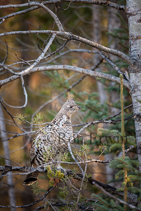 Ruffed Grouse