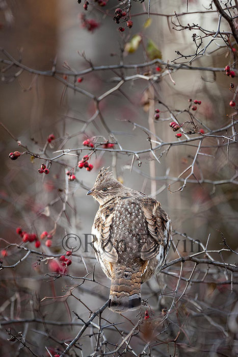 Ruffed Grouse