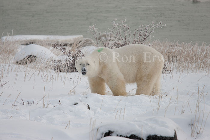 Marked Polar Bear