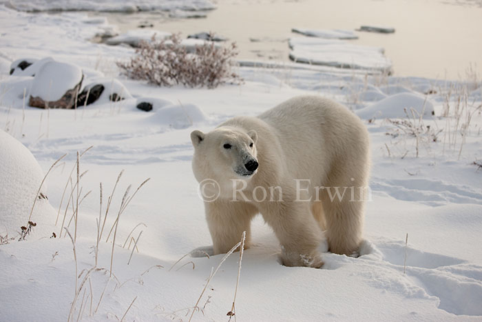 Polar Bear at Hudson Bay