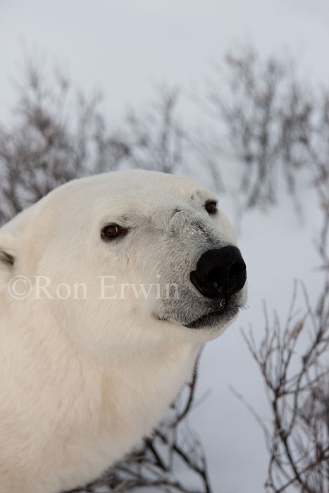 Polar Bear Portrait