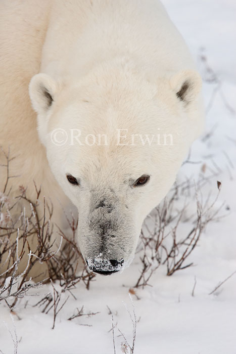 Polar Bear Close Up