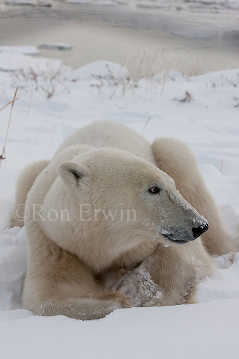 Polar Bear at Hudson Bay
