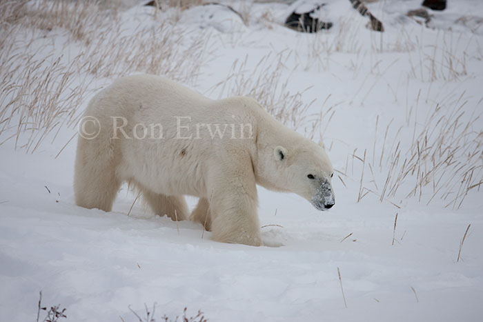 Polar Bear at Hudson Bay