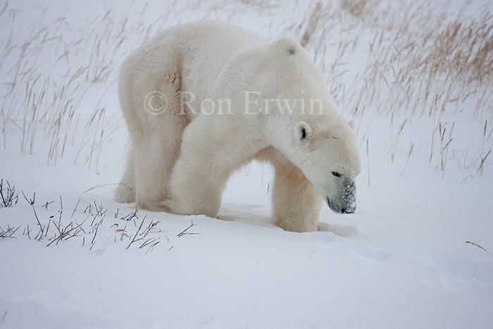 Polar Bear at Hudson Bay
