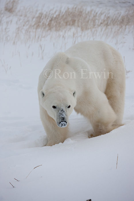 Polar Bear at Hudson Bay