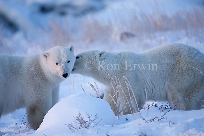 Nuzzling Polar Bears