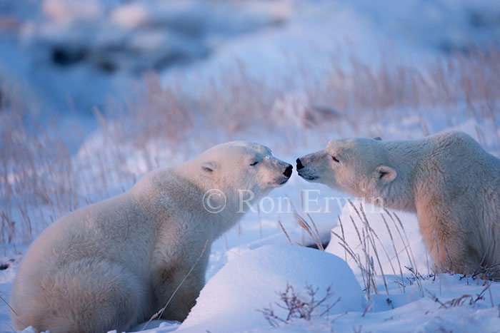 Kissing Polar Bears