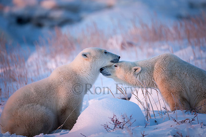 Polar Bears  Nuzzling © Ron Erwin