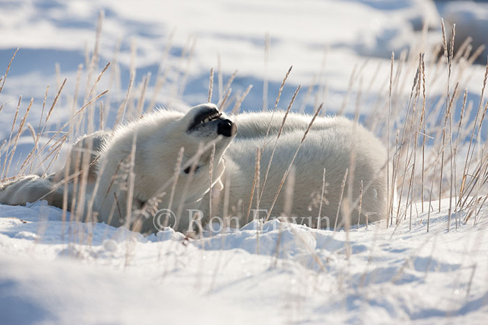 Polar Bear at Hudson Bay