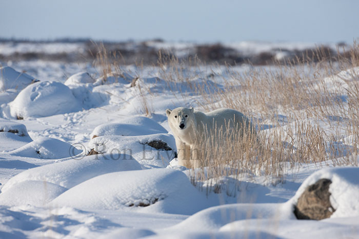 Polar Bear at Hudson Bay