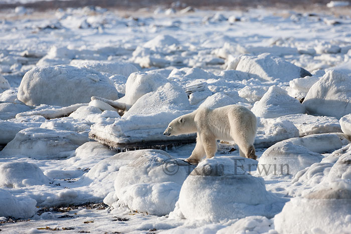 Polar Bear at Hudson Bay