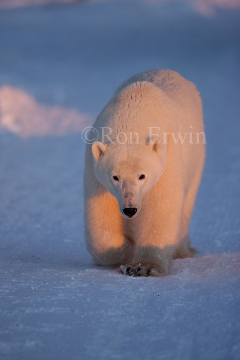 Walking Polar Bear