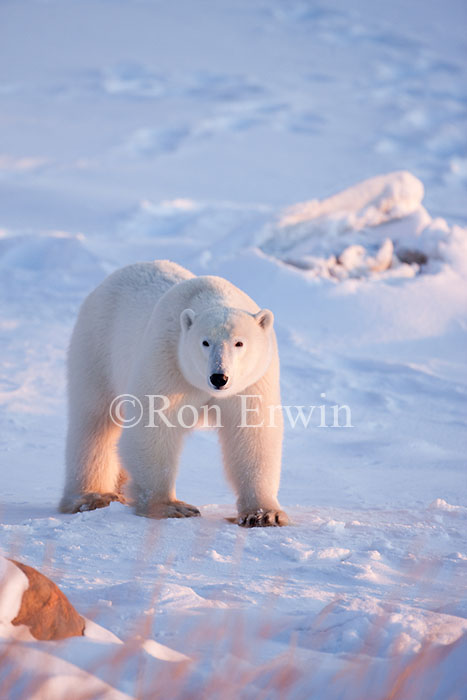Polar Bear at Hudson Bay