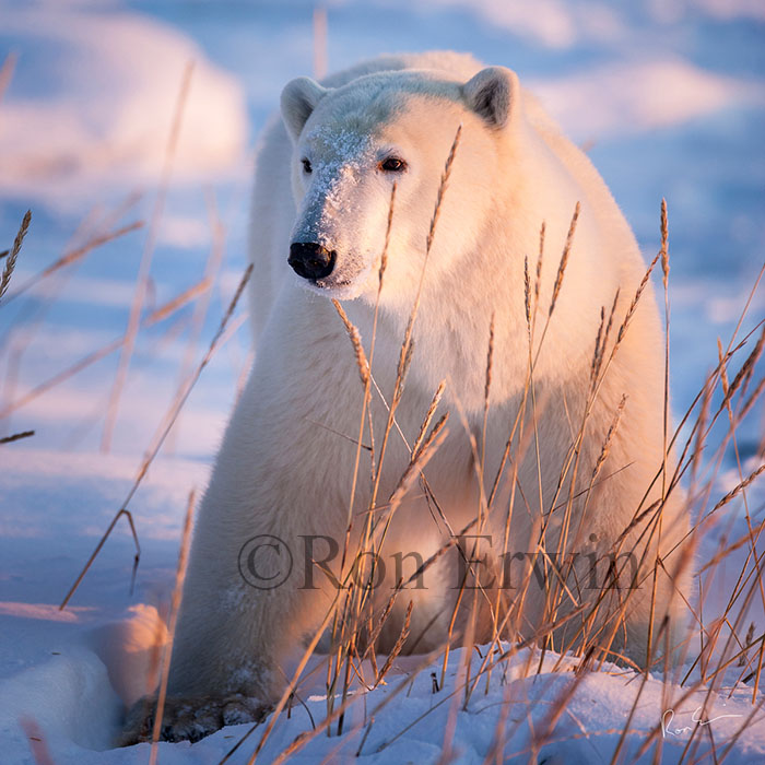 Polar Bear in Sea Grass