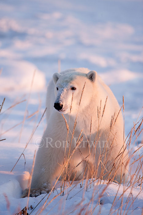 Polar Bear and Sea Lyme Grass