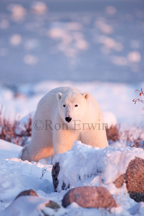 Polar Bear at Hudson Bay