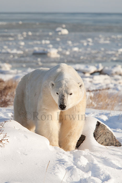 Polar Bear at Hudson Bay