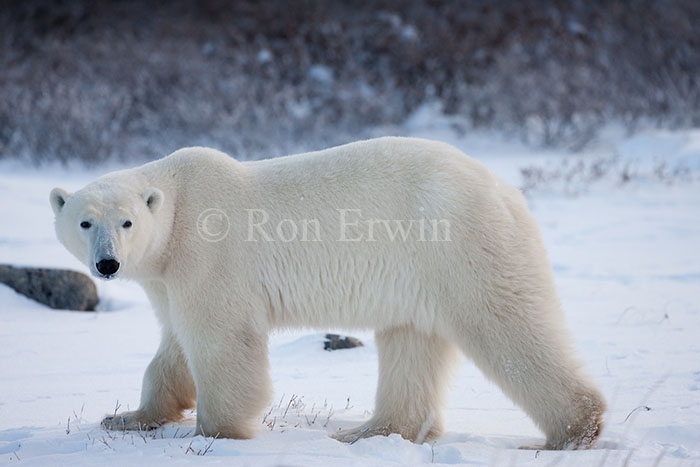 Polar Bear at Hudson Bay