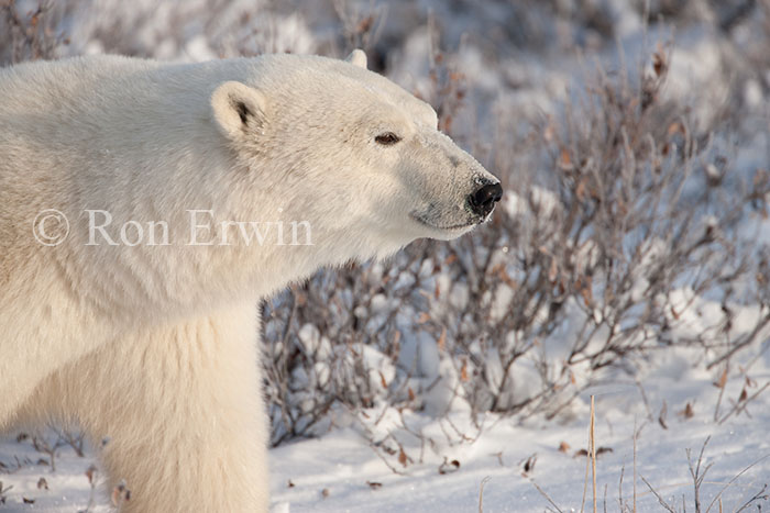 Polar Bear