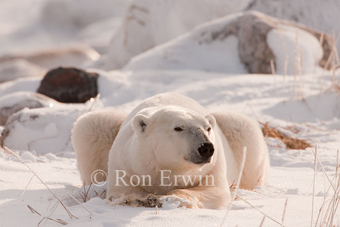 Polar Bear