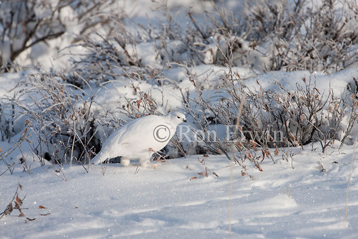 Willow Ptarmigan in Winter Plumage