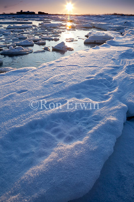 Polar Bear Tracks