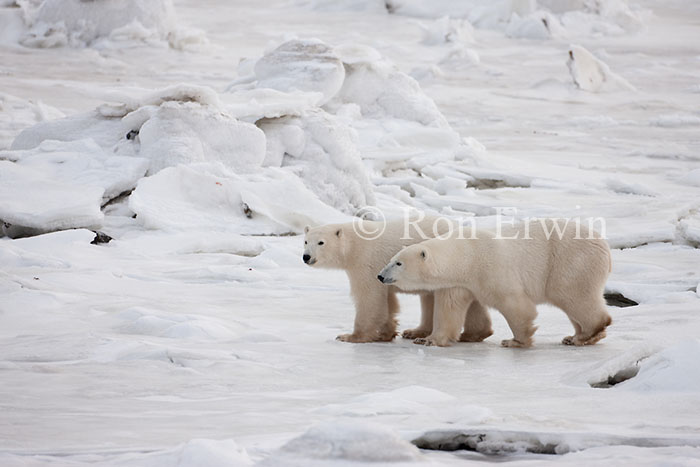 Polar Bears on Ice