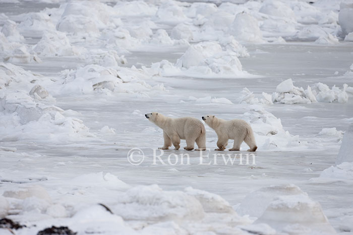 Polar Bears in Manitoba