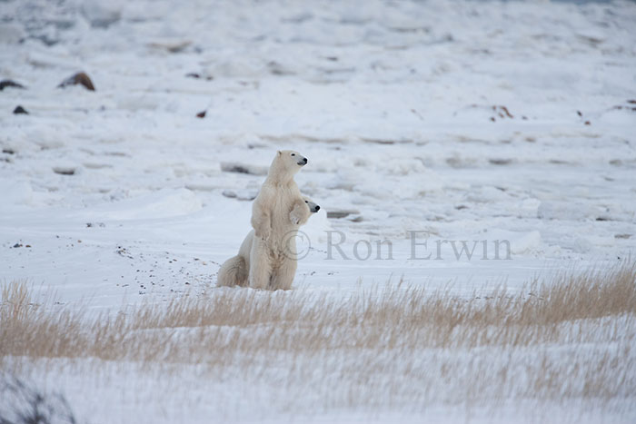 Polar Bears on Ice