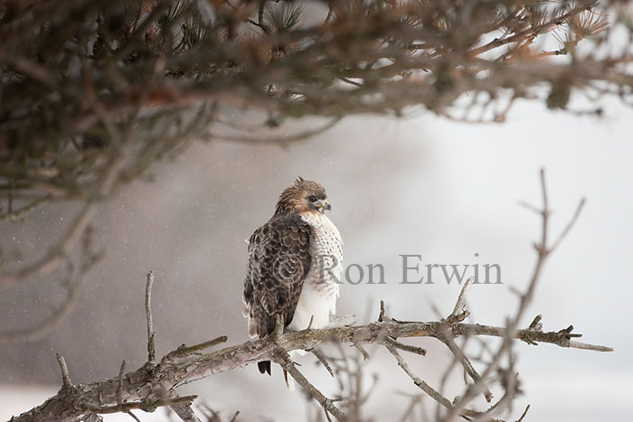 Red-tailed Hawk