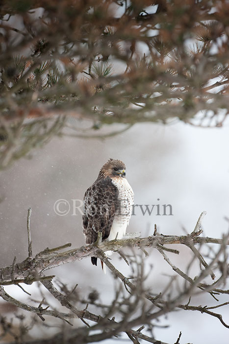 Red-tailed Hawk
