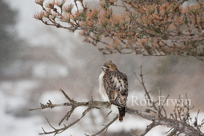 Red-tailed Hawk
