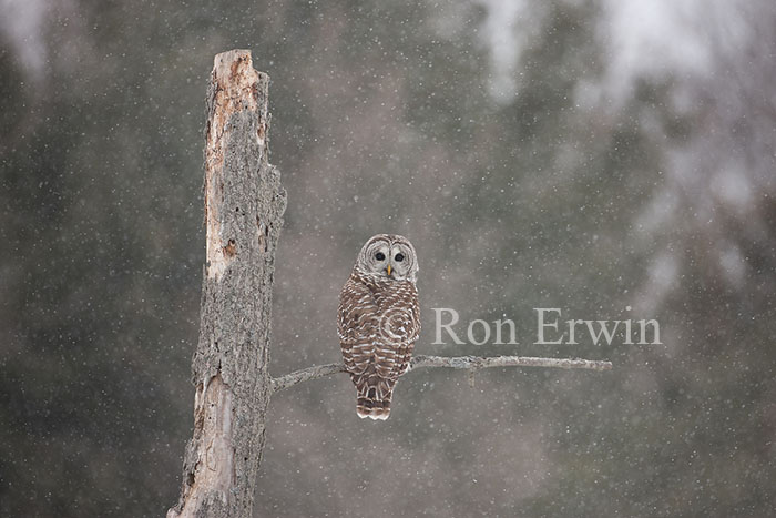 Barred Owl on Dead Tree