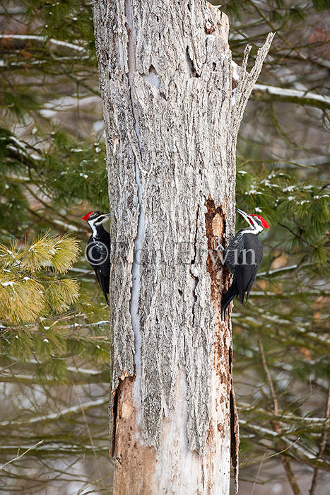 Pileated Woodpeckers