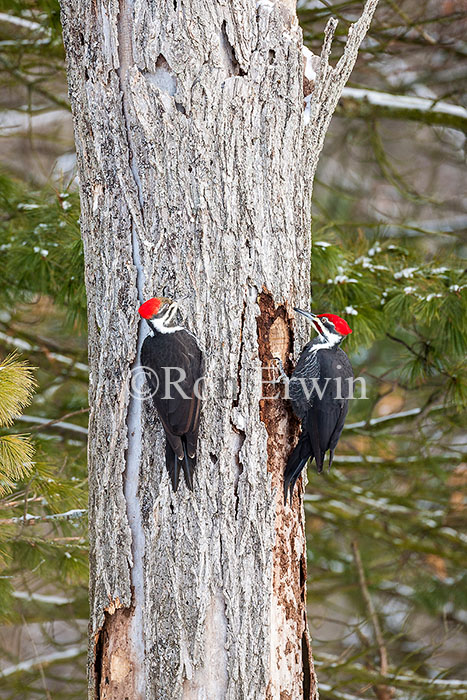 Pileated Woodpeckers