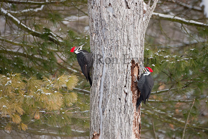Pileated Woodpecker